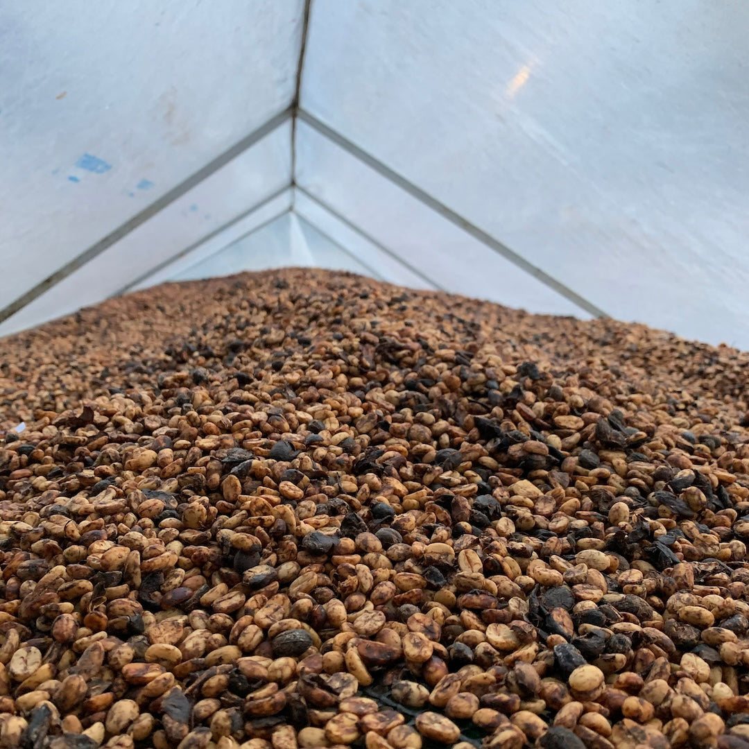 Coffee Processing 101: Washed, Natural, and Honey Methods Explained
