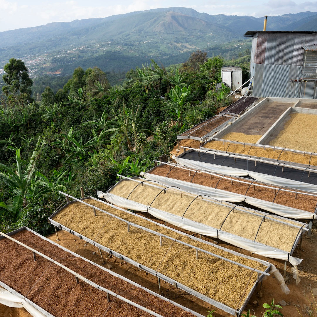 Coffee drying beds at origin